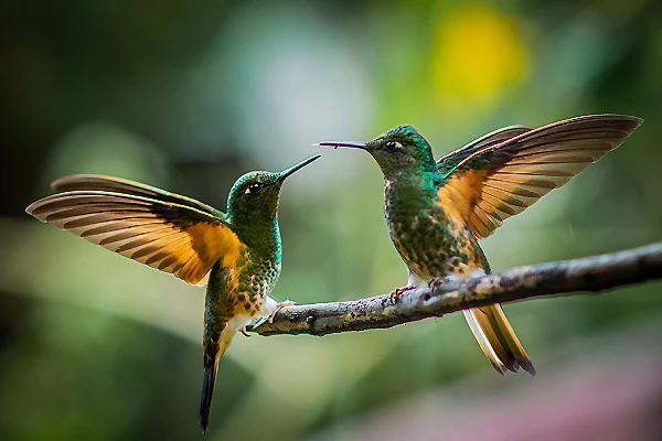 Dos colibr&iacute;es verdes y dorados en una rama, batiendo alas en vuelo