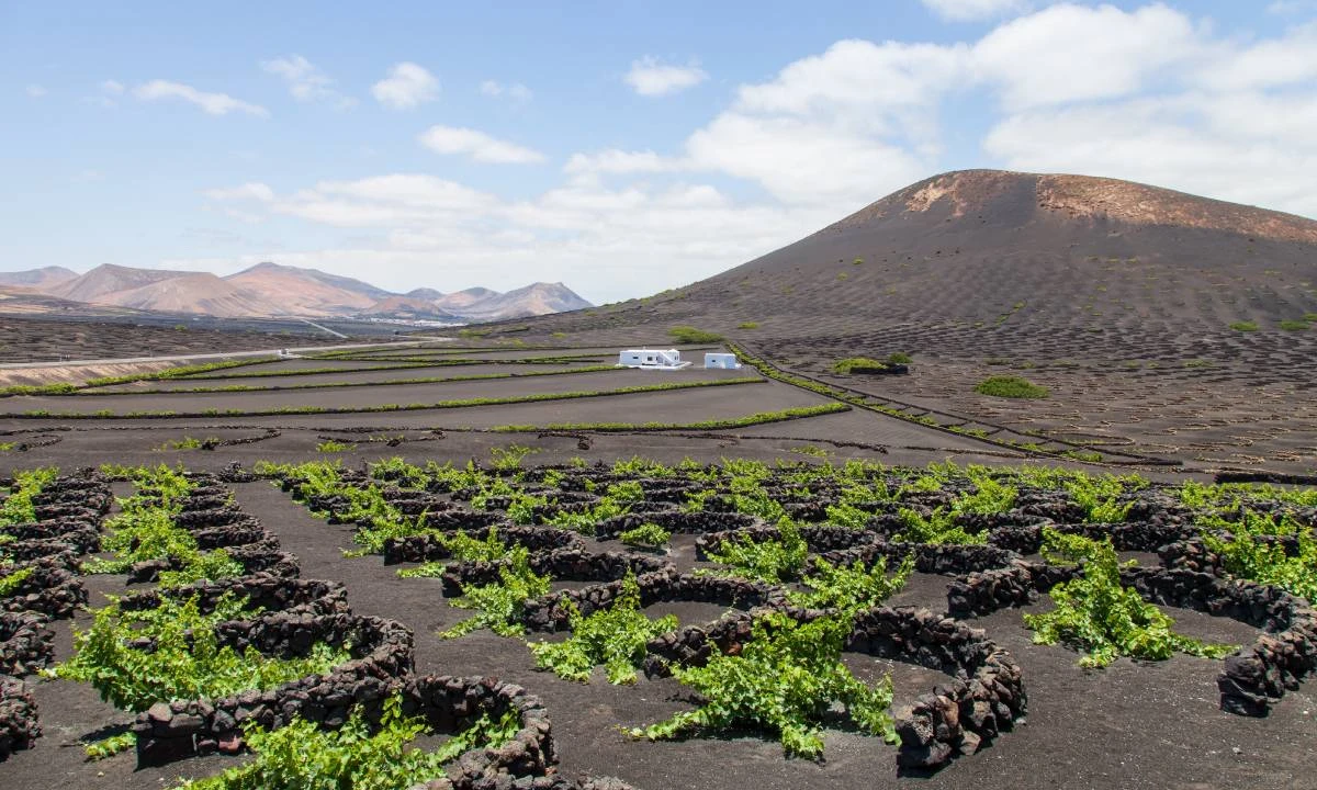 Paisaje volc&aacute;nico con vi&ntilde;edos, campos de cultivo y una casa blanca al fondo
