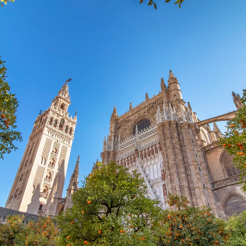 Catedral g&oacute;tica y torre entre naranjos bajo un cielo despejado.