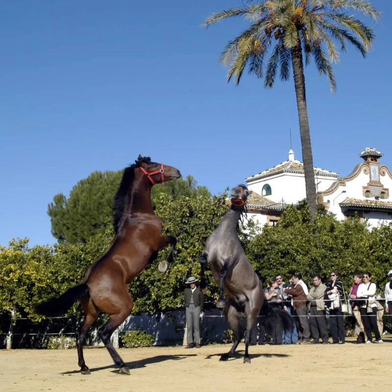 Dos caballos alz&aacute;ndose frente a espectadores y un edificio en un d&iacute;a soleado.