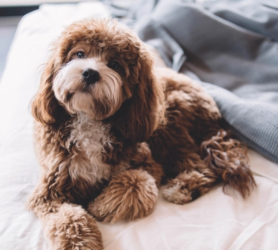 Perro peludo marr&oacute;n y blanco descansando sobre una cama blanca.
