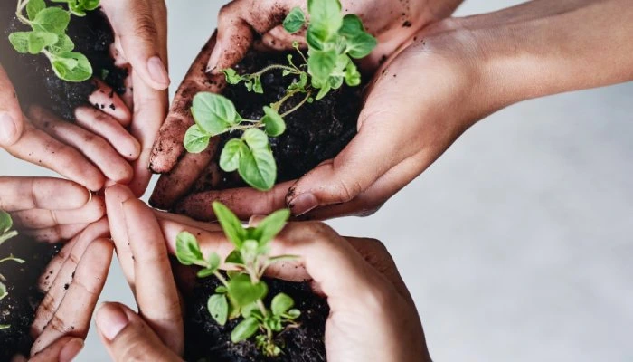M&atilde;os segurando mudas de plantas em solo.