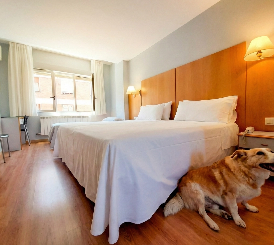 Habitaci&oacute;n de hotel con cama doble, perro sentado al lado.