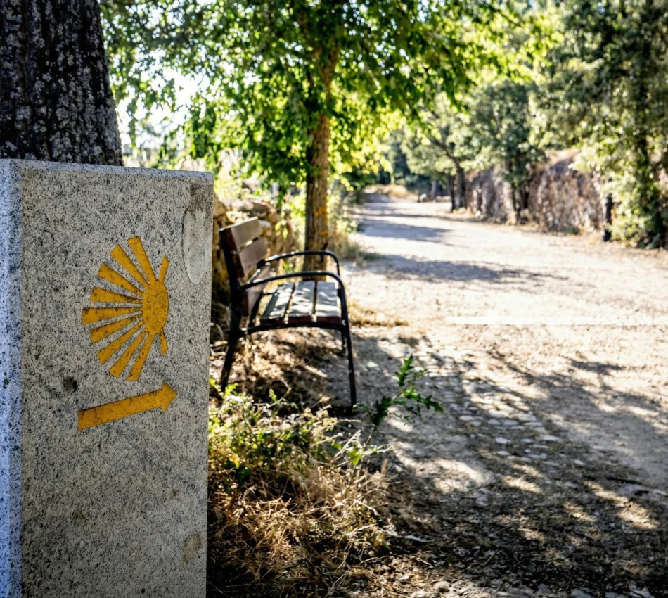 Se&ntilde;al del Camino de Santiago con concha amarilla y flecha en sendero arbolado.