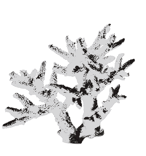 Un cactus en blanco y negro con muchas ramas.