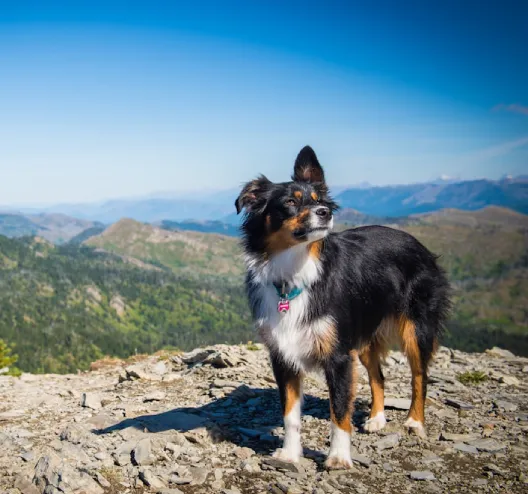 Chien noir et blanc se tenant sur un sommet rocheux avec vue montagneuse.
