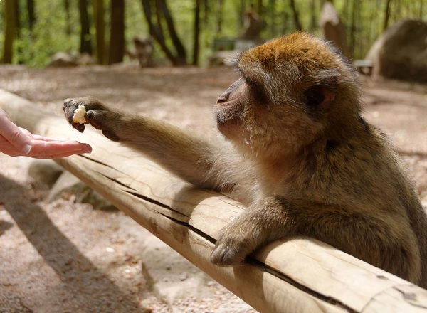 Un singe tend la main pour prendre de la nourriture d'une personne.