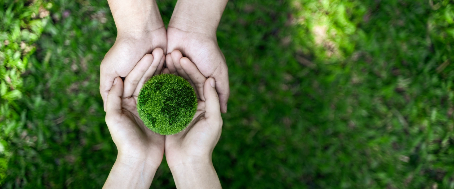 Manos sosteniendo una esfera de hierba sobre fondo de c&eacute;sped verde.
