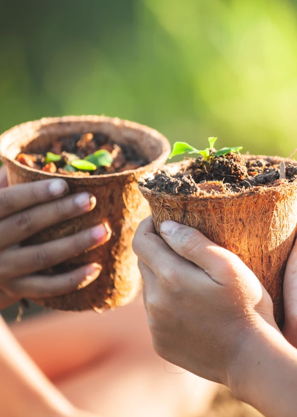 Manos sosteniendo macetas con tierra y peque&ntilde;as plantas verdes sobre un fondo natural iluminado.
