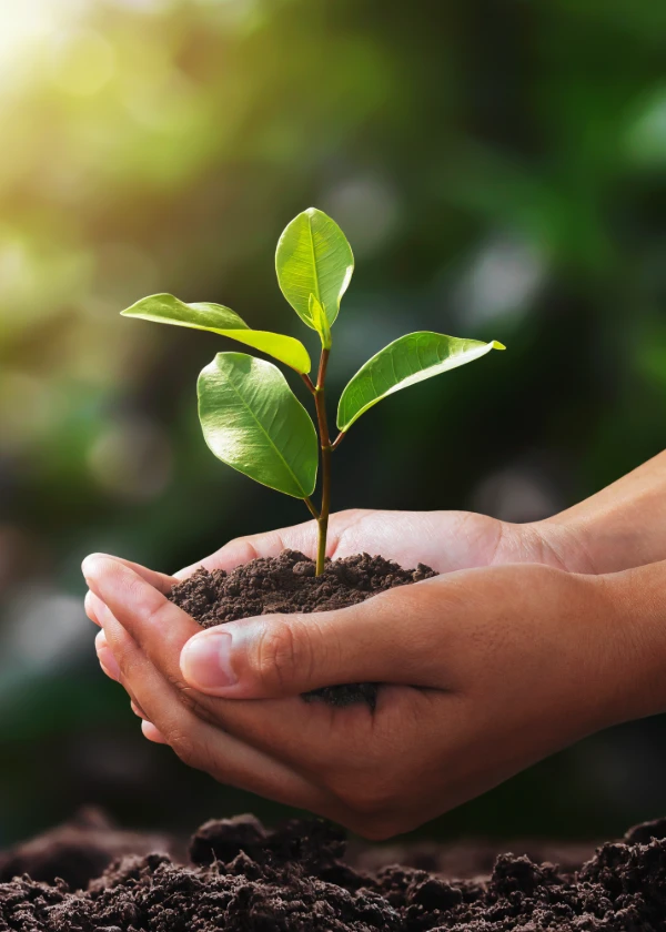 Manos sosteniendo una planta joven sobre tierra, con fondo desenfocado de naturaleza.