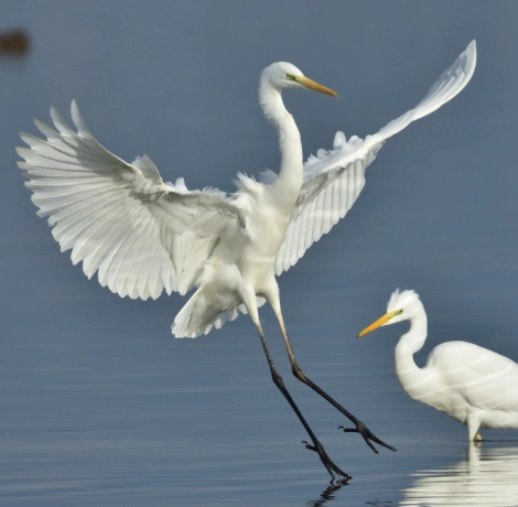 Garzas blancas en un lago, una con las alas extendidas al aterrizar.