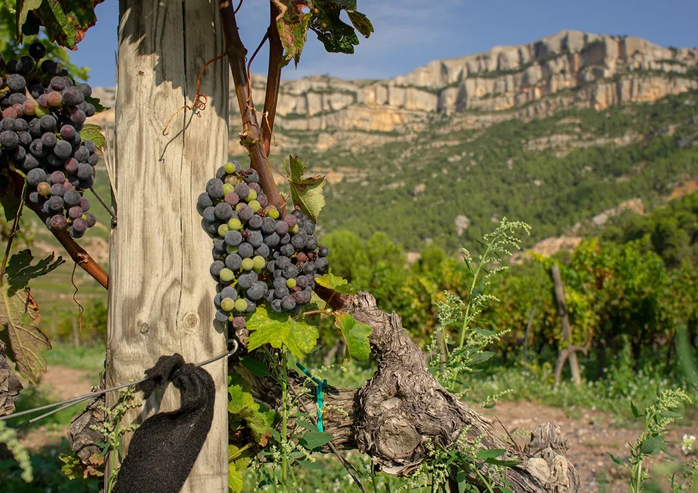 Uvas maduras en una vi&ntilde;a, con monta&ntilde;as al fondo bajo un cielo azul.