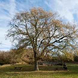 &Aacute;rbol grande en un parque con una persona sentada en un banco.