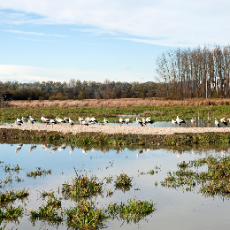 Grupo de aves en un humedal con &aacute;rboles y cielo azul al fondo.