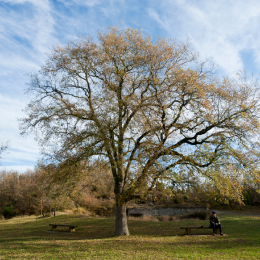 &Aacute;rbol grande en un parque con una persona sentada en un banco.