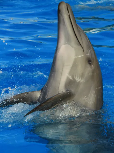 Delf&iacute;n nadando y asom&aacute;ndose fuera del agua en una piscina azul.