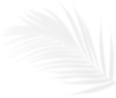 Gray palm leaf silhouette on a white background.