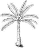 Illustration of a palm tree with detailed fronds.