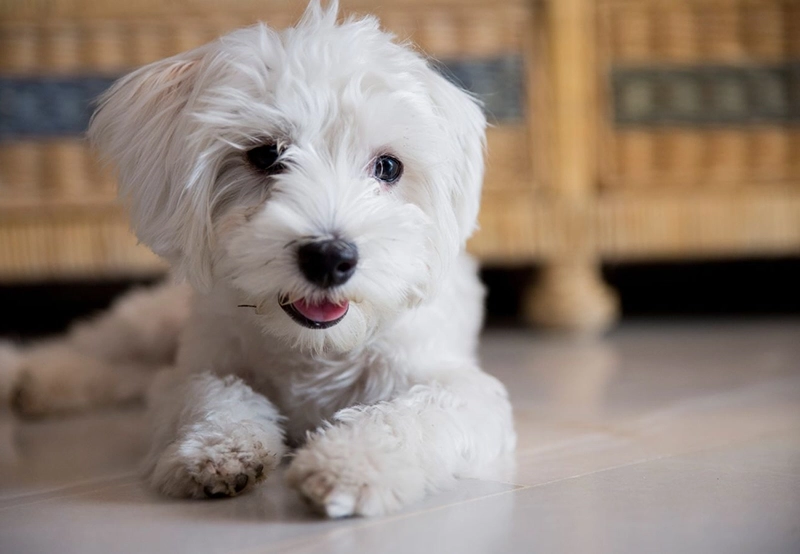 Pet friendly - Green Garden Eco Resort