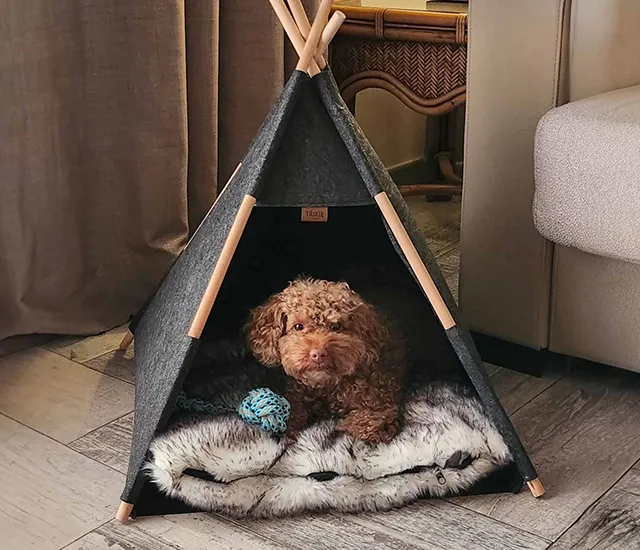 Brown dog inside a small indoor tent with a blue toy ball.