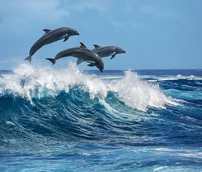 Three dolphins leaping over ocean waves.