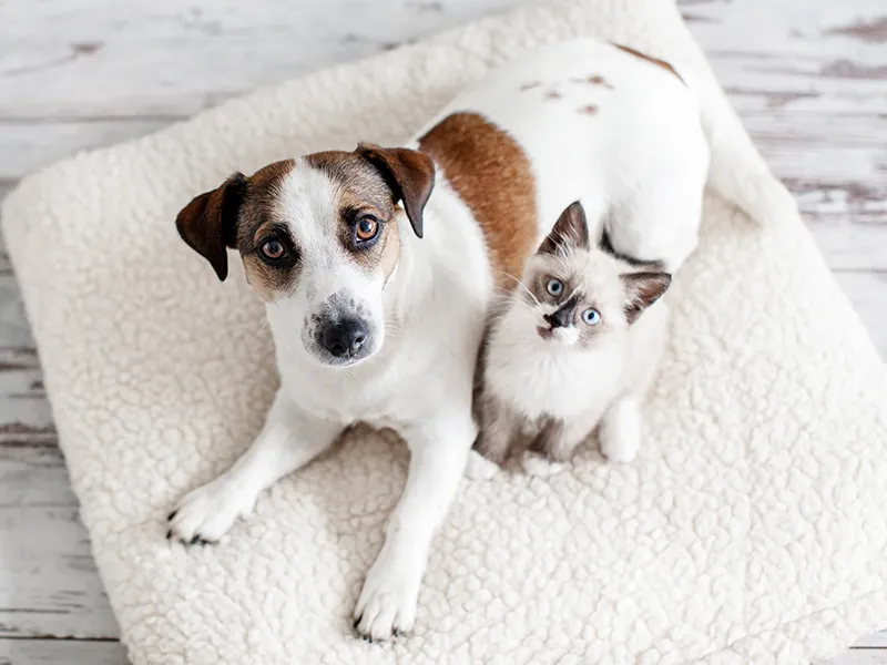 Dog and kitten on a soft blanket, looking up.