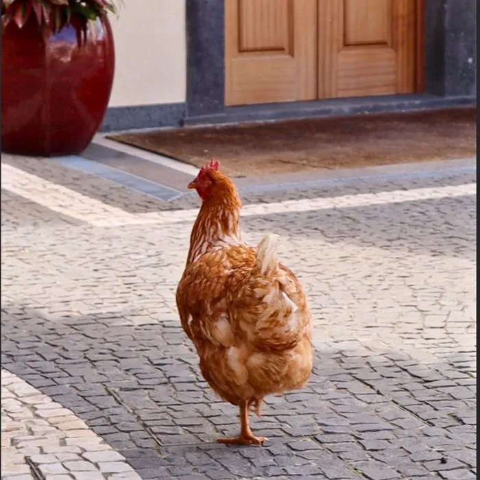 Home - Quinta da Saraiva