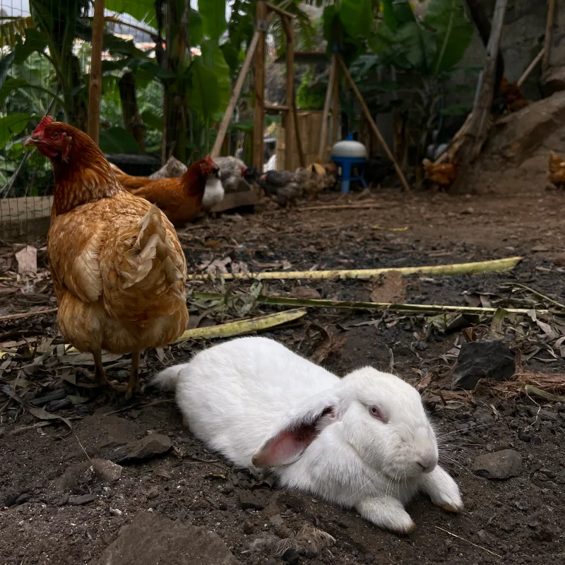White rabbit and chickens relax in a dirt-floored coop.