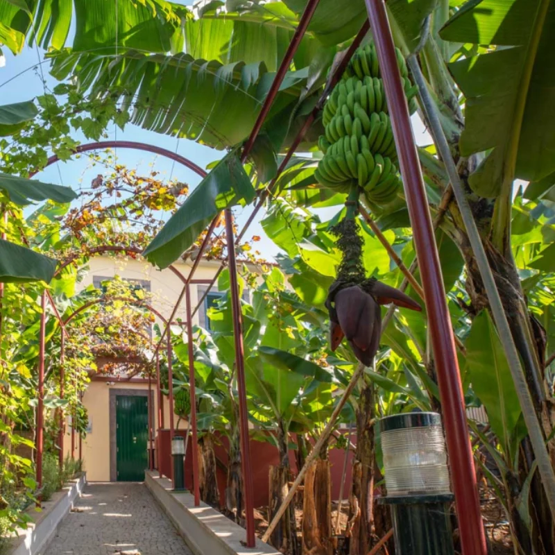 Pathway with banana trees and a house in the background.