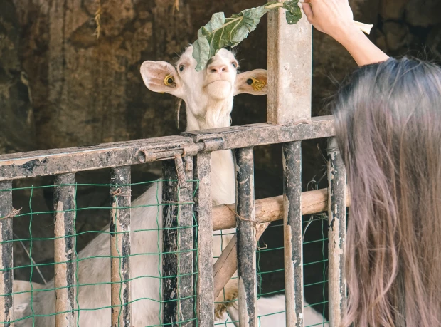A goat in a pen reaching for leaves being held by a person.