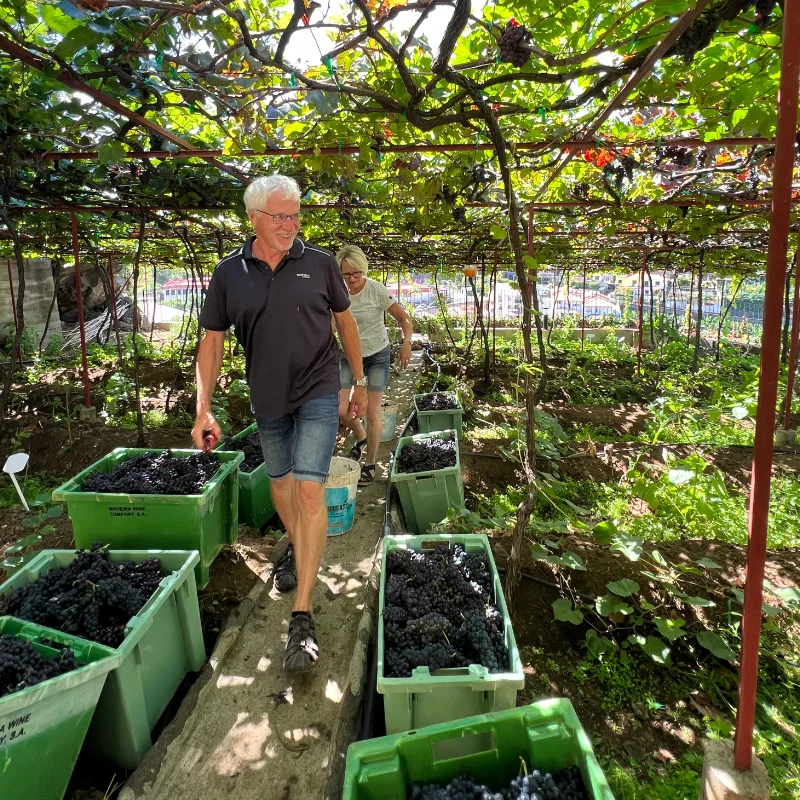 People in vineyard harvesting grapes into large green bins.