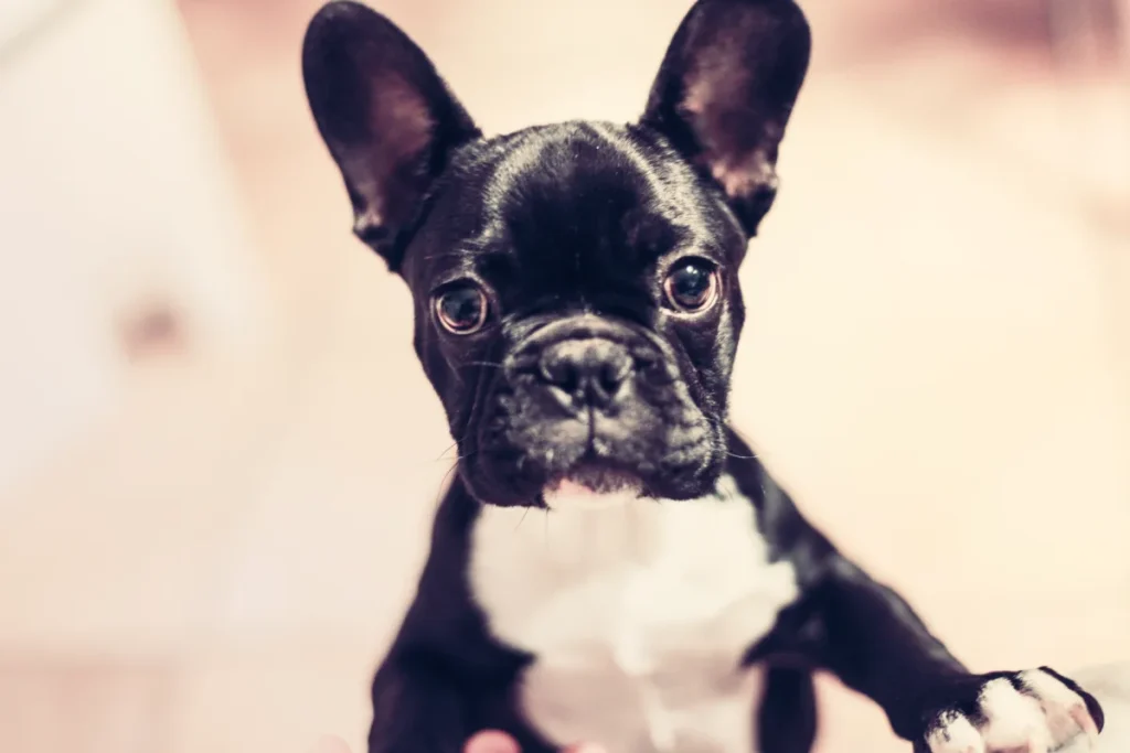 Perro bulldog franc&eacute;s negro con cara curiosa mirando al frente.