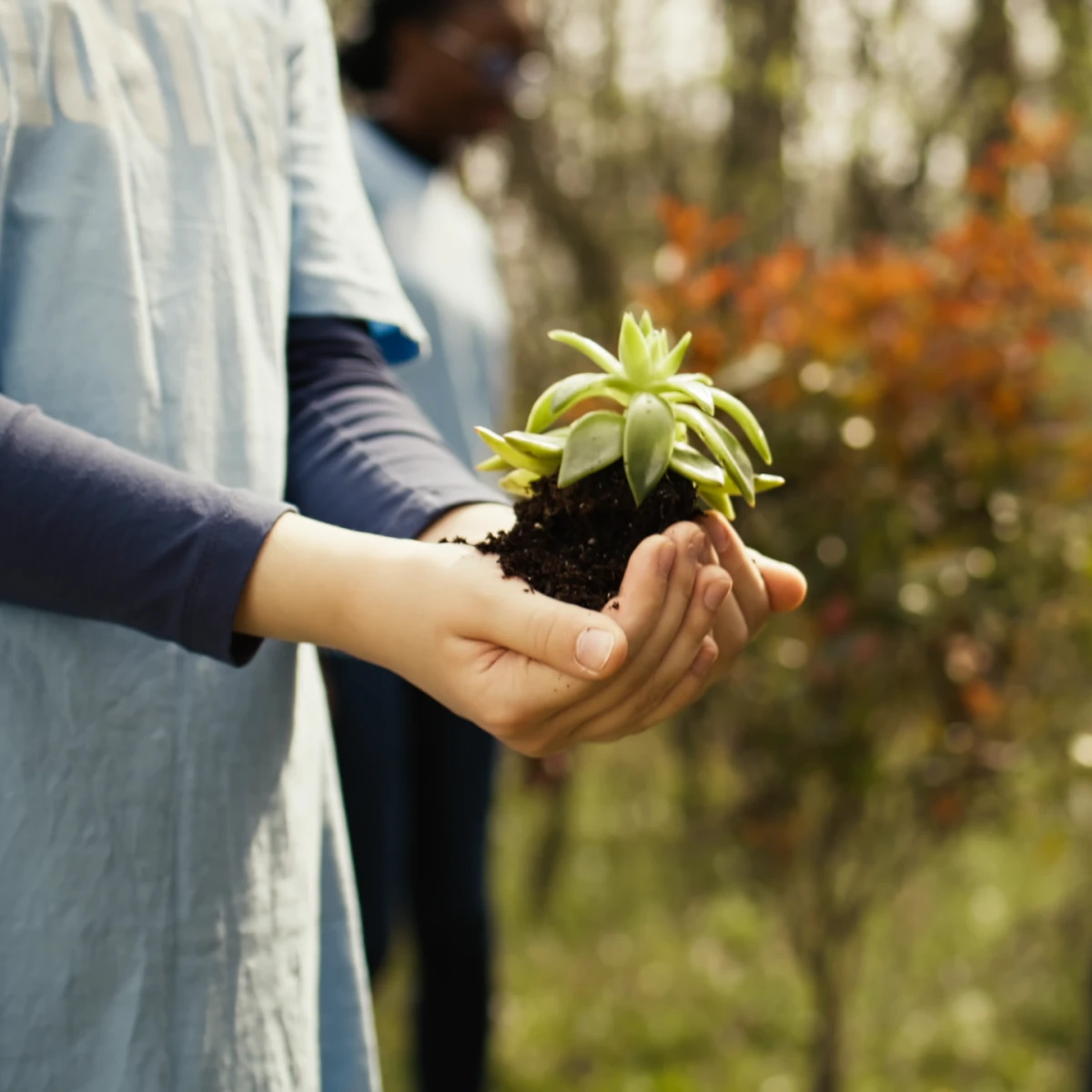Manos sosteniendo una planta con tierra en un entorno natural.