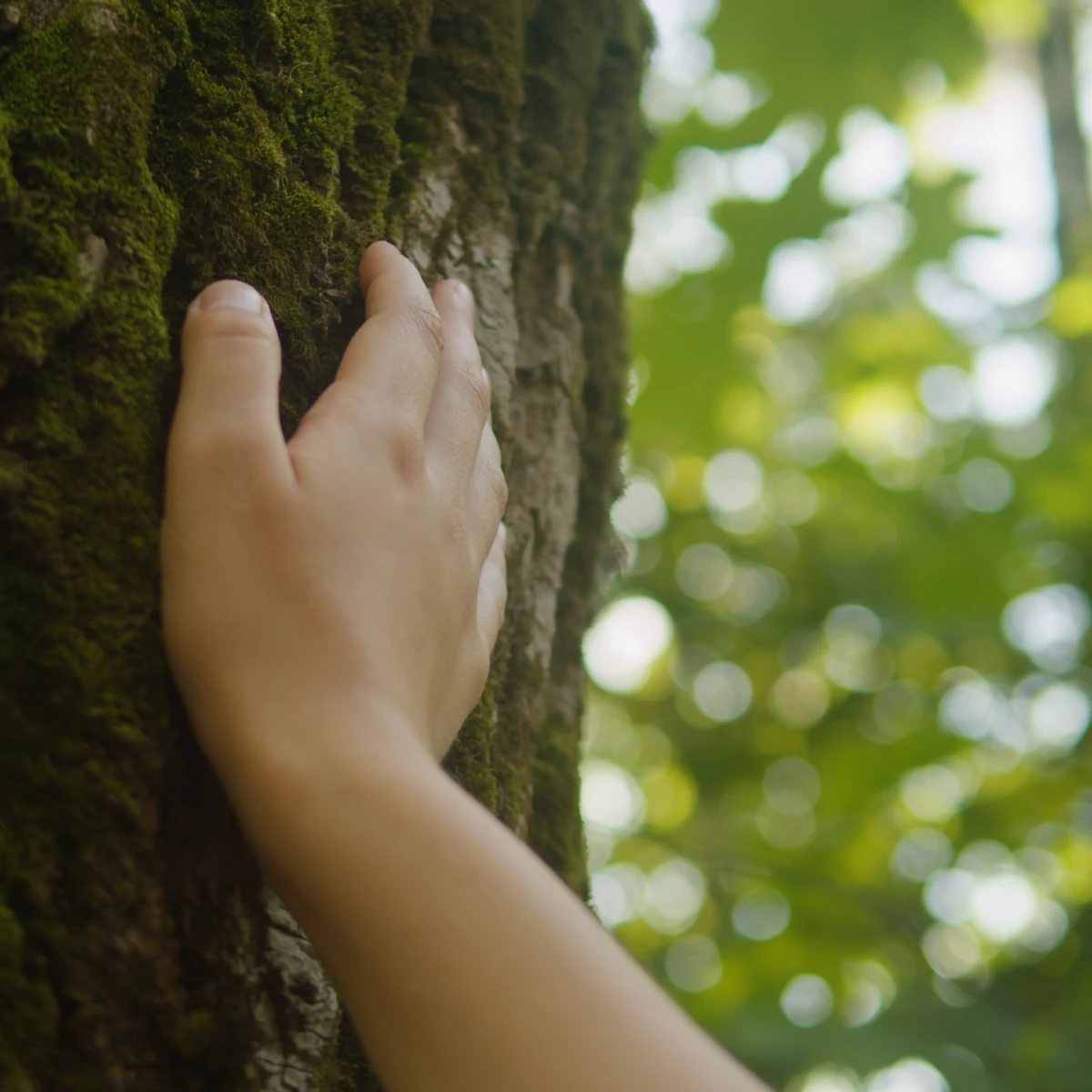 Mano tocando un &aacute;rbol cubierto de musgo en un bosque iluminado.