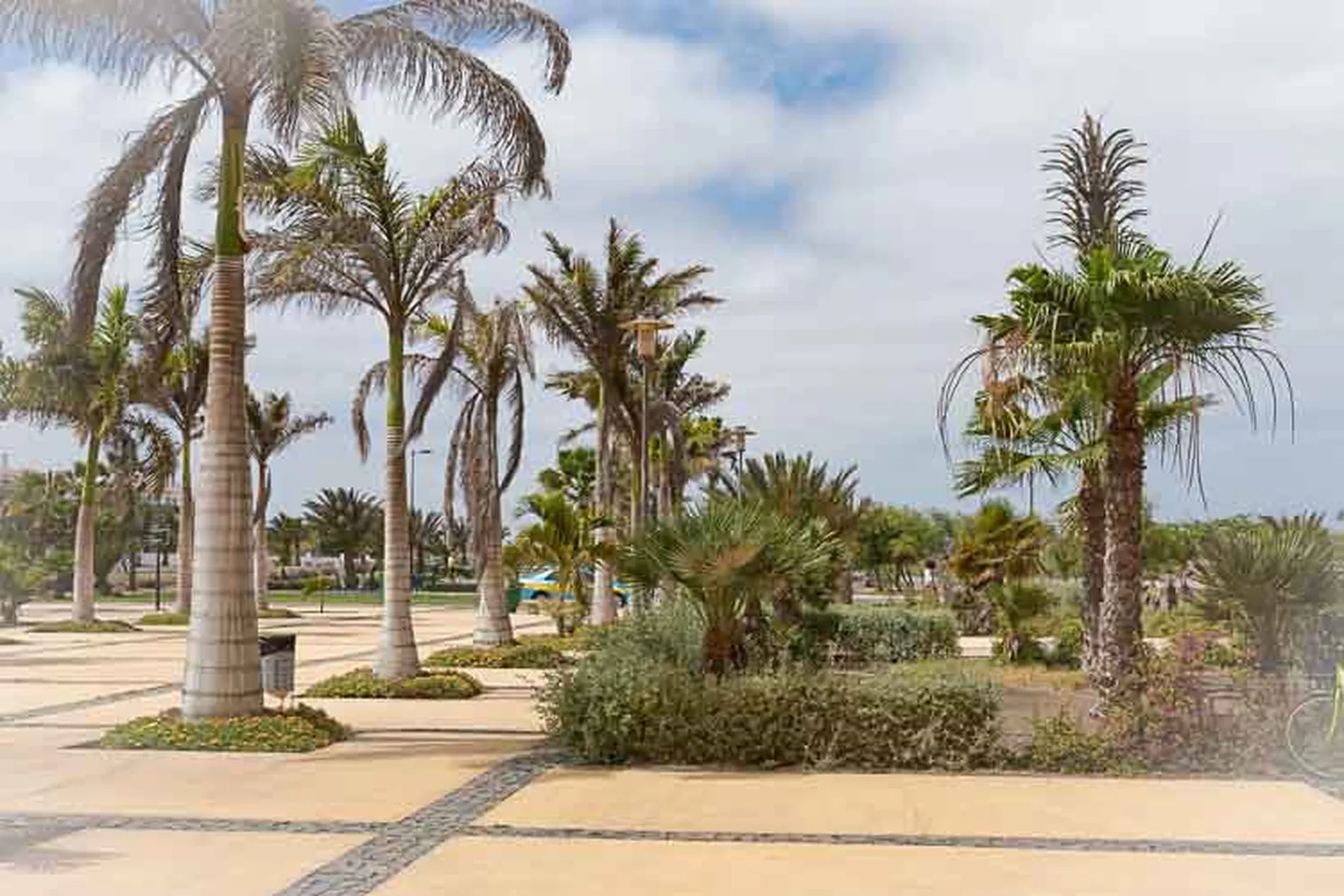 Cal&ccedil;ad&atilde;o com palmeiras e vegeta&ccedil;&atilde;o sob c&eacute;u nublado.