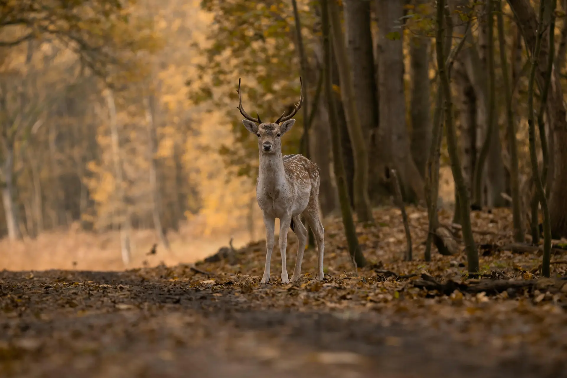 Cervo em p&eacute; na floresta outonal com folhas ca&iacute;das ao ch&atilde;o.