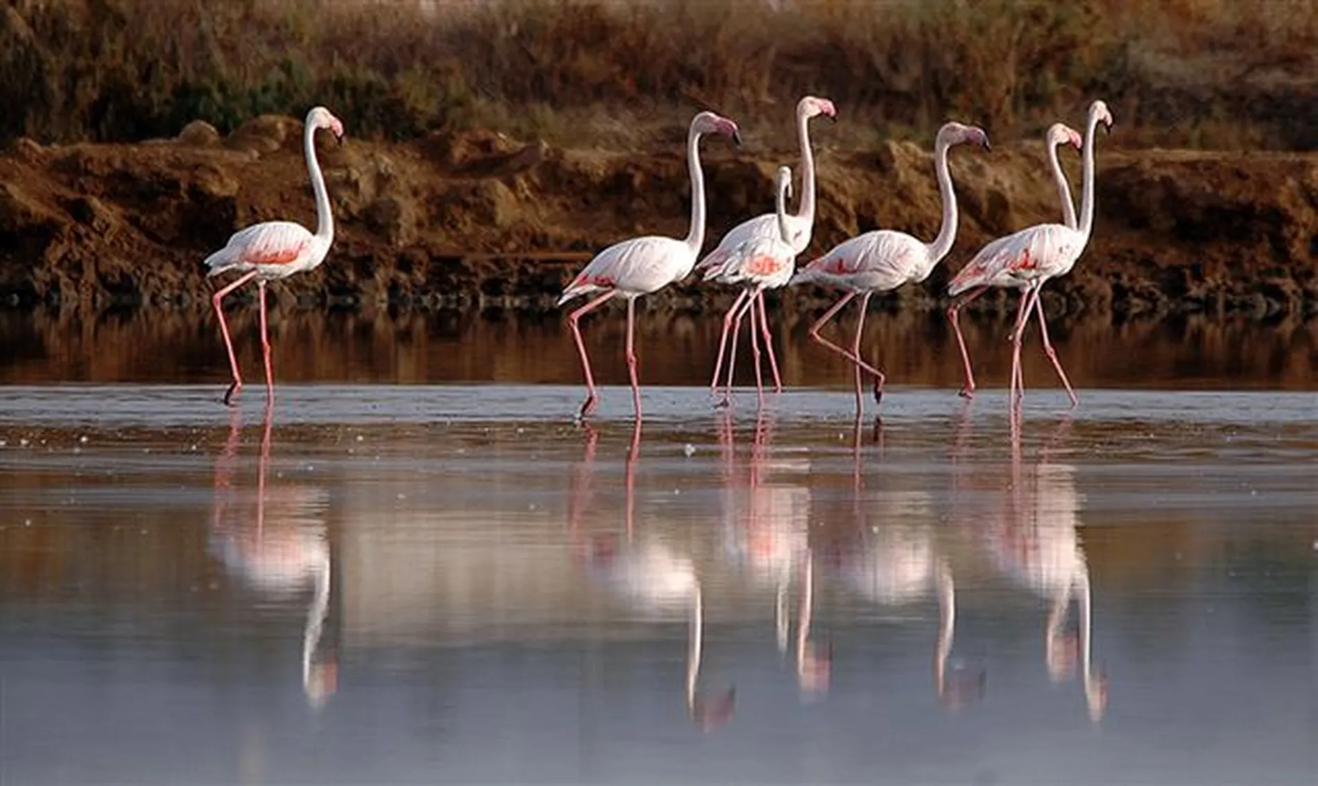 Flamingos caminhando na &aacute;gua com suas reflex&otilde;es vis&iacute;veis.