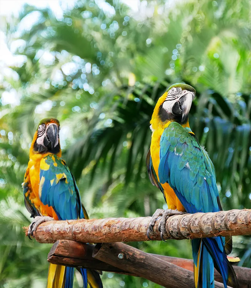 Dos guacamayos coloridos posando en una rama bajo un fondo de hojas verdes.