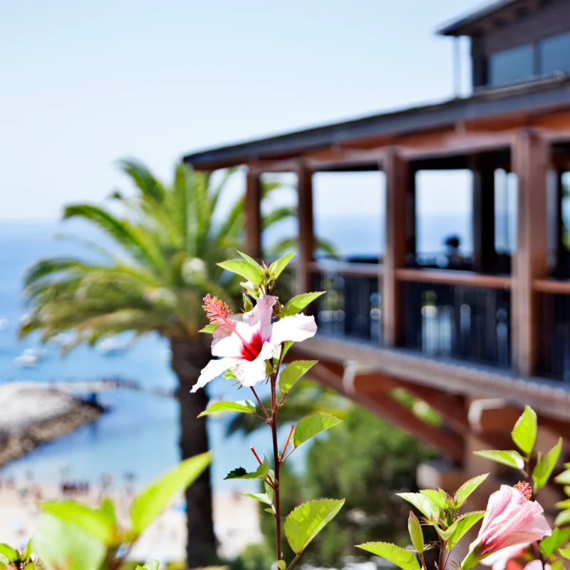 Flor rosa com palmeira e varanda ao fundo, vista para o mar.