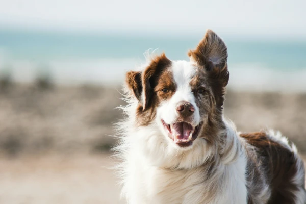 Perro sonriente con fondo de playa y mar.