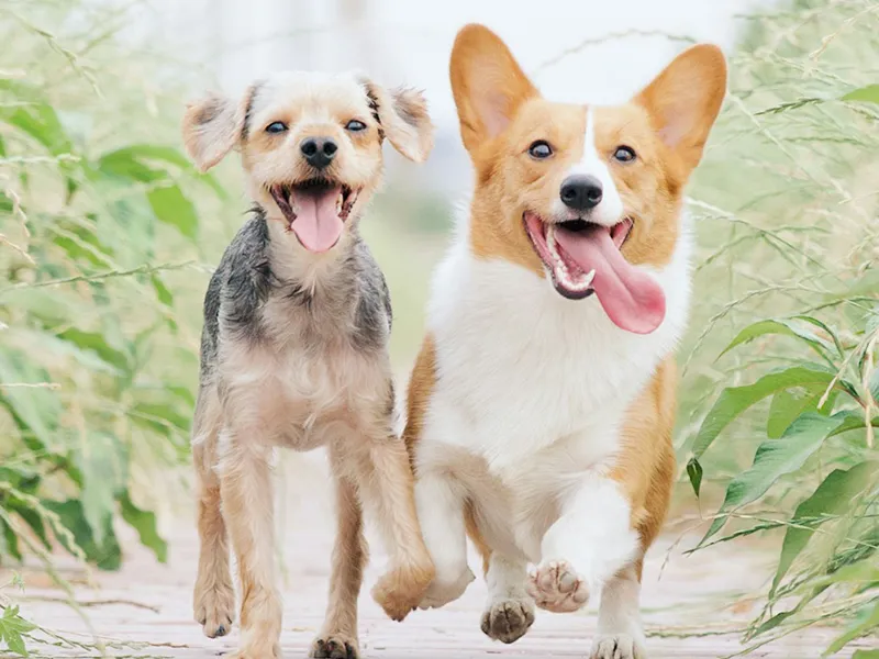 Dos perros corriendo felices sobre un camino rodeado de plantas verdes.