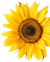 Girasol amarillo con p&eacute;talos brillantes sobre fondo negro.