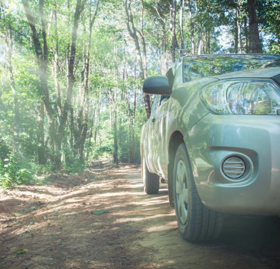 Auto plateado en camino forestal iluminado por el sol entre &aacute;rboles altos.