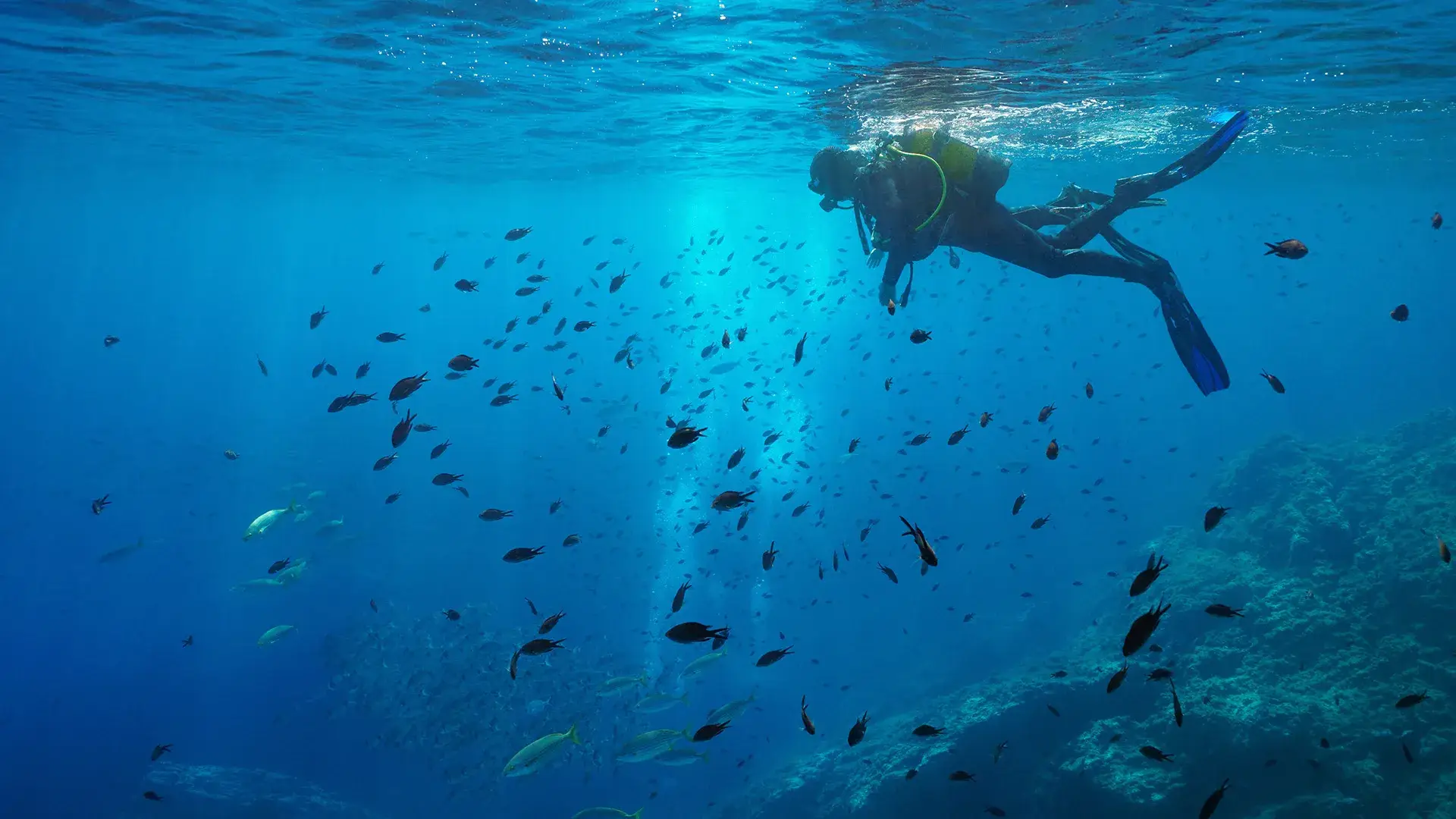 Buceador entre peces en aguas azules.