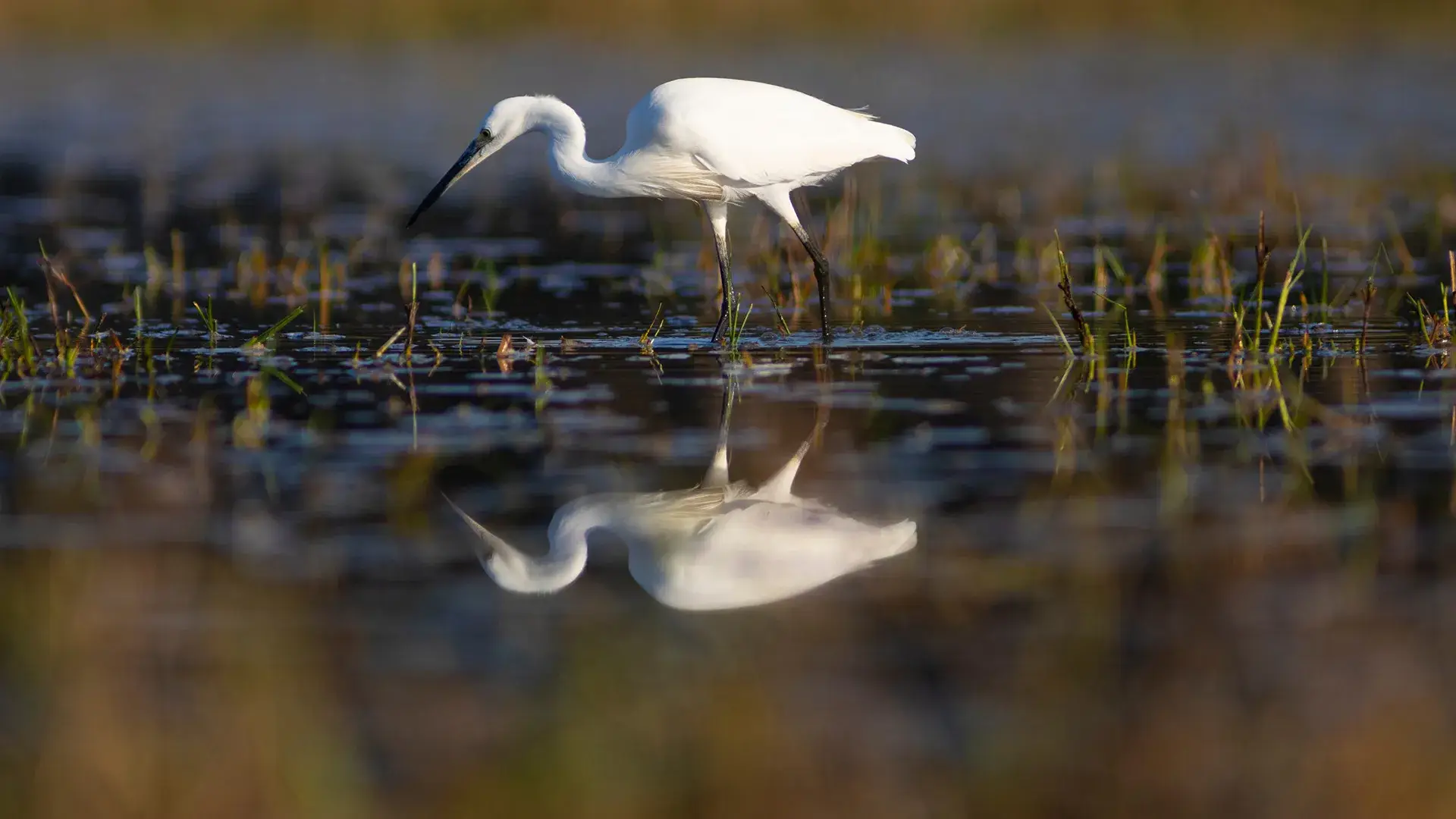 Garza blanca cazando en aguas poco profundas con su reflejo visible.