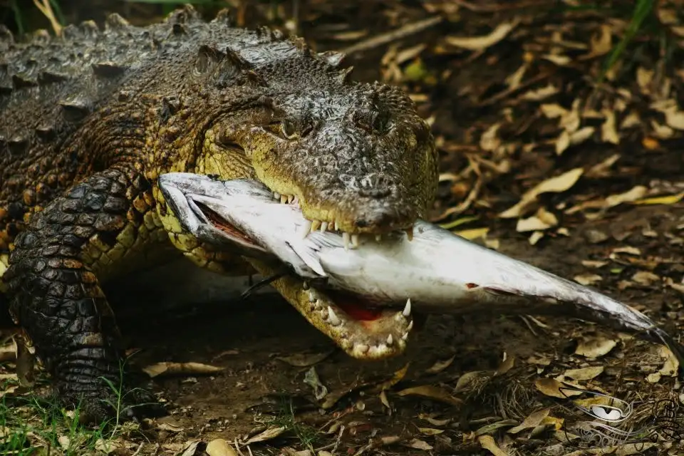 Reptilario Cipactli: una especie de investigación y conservación - Pier 69