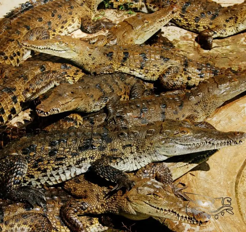 Reptilario Cipactli: una especie de investigación y conservación - Pier 69