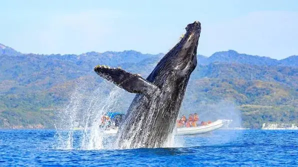 Whale Watching in Puerto Vallarta: The Pacific’s Grandest Spectacle - Pier 69