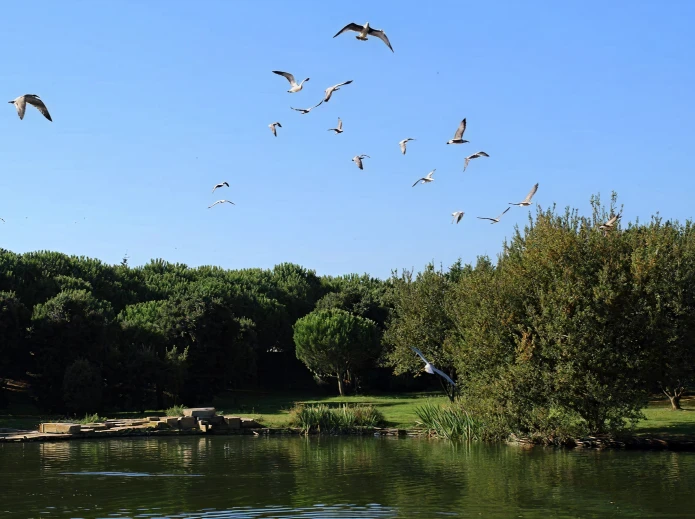 Gaivotas voando sobre lago cercado de &aacute;rvores verdes sob c&eacute;u azul claro.
