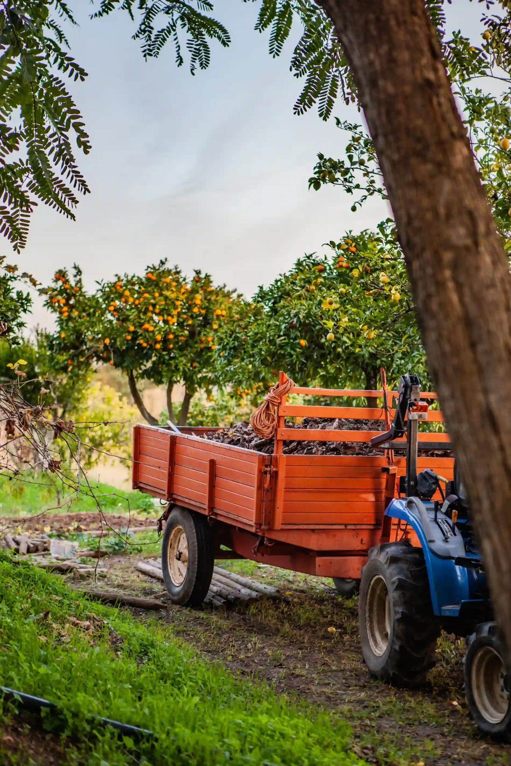 Montargil Monte Novo